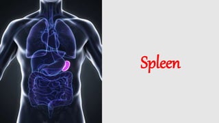 Spleen
 