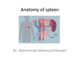 anatomy spleen powwerpoint for nursing students
