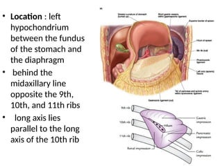 Spleen pptx PPTX spleen-pptx-pptx