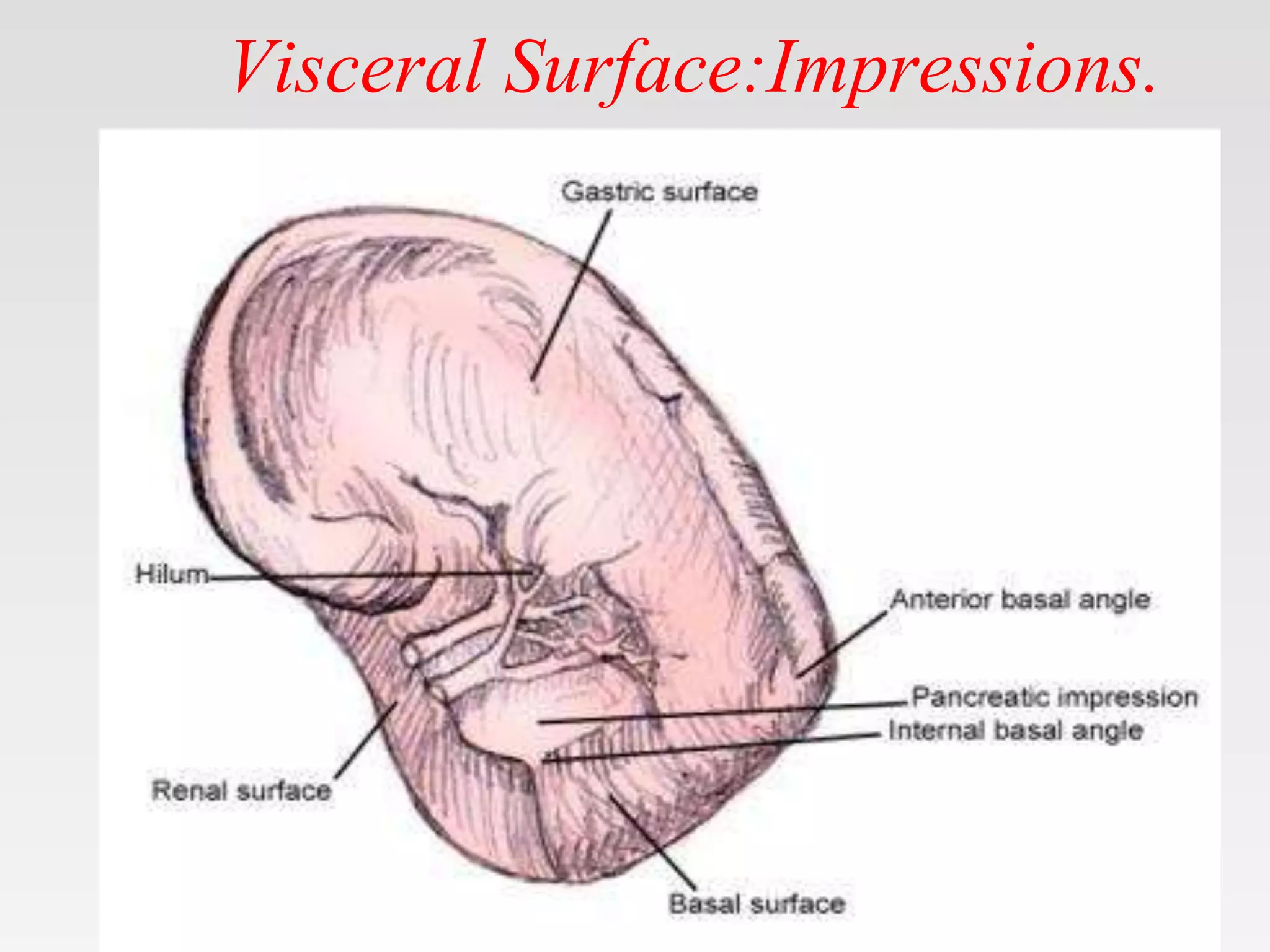 Spleen Inverted Spleen- anatomy physiolog, function, anomalies.pptx