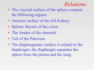Relations
• The visceral surface of the spleen contacts
the following organs:
• Anterior surface of the left Kidney.
• Spl...