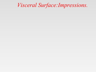 Visceral Surface:Impressions.
 