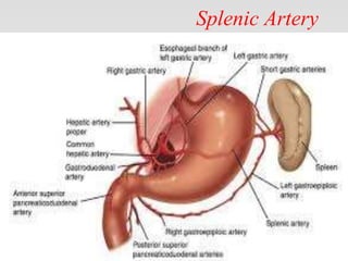 Splenic Artery
•
 