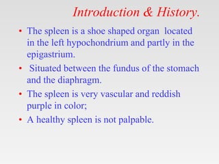 Introduction & History.
• The spleen is a shoe shaped organ located
in the left hypochondrium and partly in the
epigastriu...