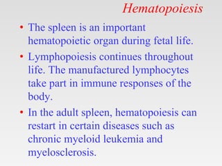 Hematopoiesis
• The spleen is an important
hematopoietic organ during fetal life.
• Lymphopoiesis continues throughout
lif...