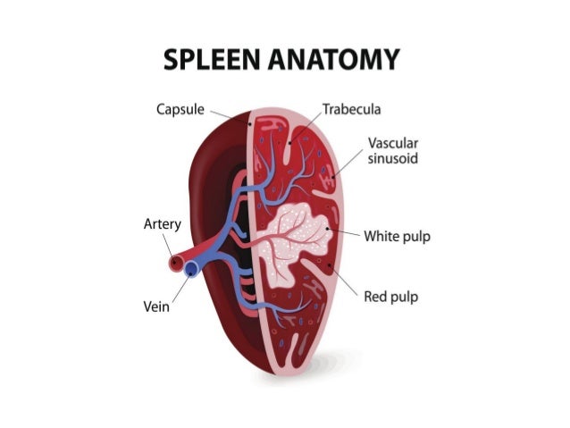 Spleen Ultrasound anatomy structure scanning techniques and pathologi…