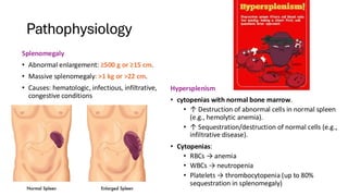 Comprehensive Overview of Spleen: Embryology, Physiology, Pathology ...