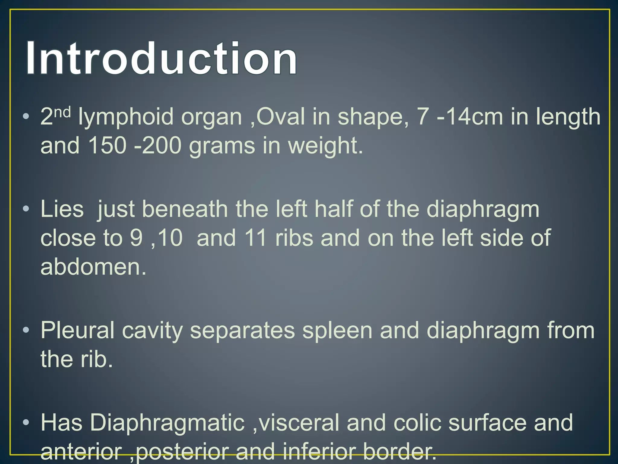 Spleen anatomy Biology Diagrams