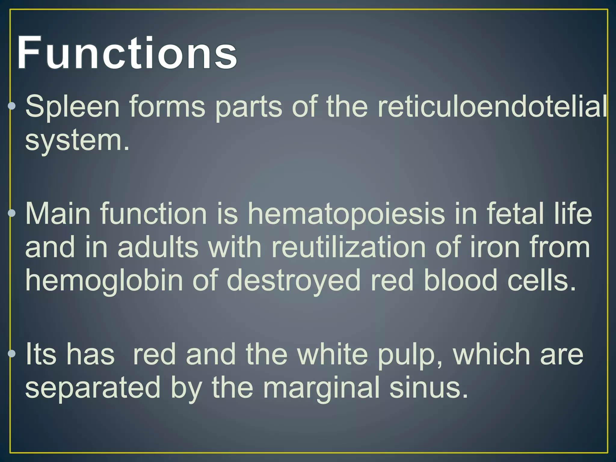 Spleen anatomy | PPT