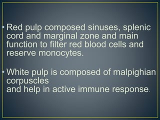 • Red pulp composed sinuses, splenic
cord and marginal zone and main
function to filter red blood cells and
reserve monocytes.
• White pulp is composed of malpighian
corpuscles
and help in active immune response.
 