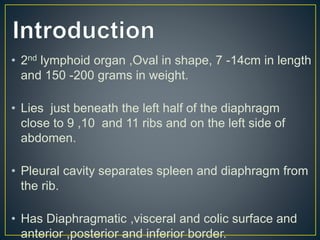 • 2nd lymphoid organ ,Oval in shape, 7 -14cm in length
and 150 -200 grams in weight.
• Lies just beneath the left half of the diaphragm
close to 9 ,10 and 11 ribs and on the left side of
abdomen.
• Pleural cavity separates spleen and diaphragm from
the rib.
• Has Diaphragmatic ,visceral and colic surface and
anterior ,posterior and inferior border.
 