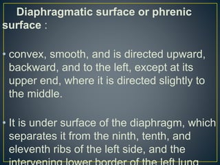 Diaphragmatic surface or phrenic
surface :
• convex, smooth, and is directed upward,
backward, and to the left, except at its
upper end, where it is directed slightly to
the middle.
• It is under surface of the diaphragm, which
separates it from the ninth, tenth, and
eleventh ribs of the left side, and the
 