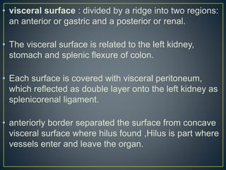 • visceral surface : divided by a ridge into two regions:
an anterior or gastric and a posterior or renal.
• The visceral surface is related to the left kidney,
stomach and splenic flexure of colon.
• Each surface is covered with visceral peritoneum,
which reflected as double layer onto the left kidney as
splenicorenal ligament.
• anteriorly border separated the surface from concave
visceral surface where hilus found ,Hilus is part where
vessels enter and leave the organ.
 