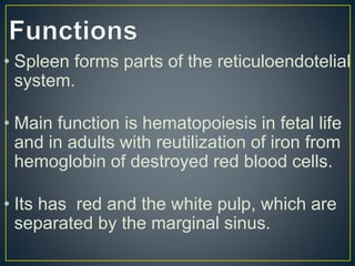 • Spleen forms parts of the reticuloendotelial
system.
• Main function is hematopoiesis in fetal life
and in adults with reutilization of iron from
hemoglobin of destroyed red blood cells.
• Its has red and the white pulp, which are
separated by the marginal sinus.
 