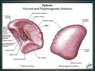 Spleen anatomy