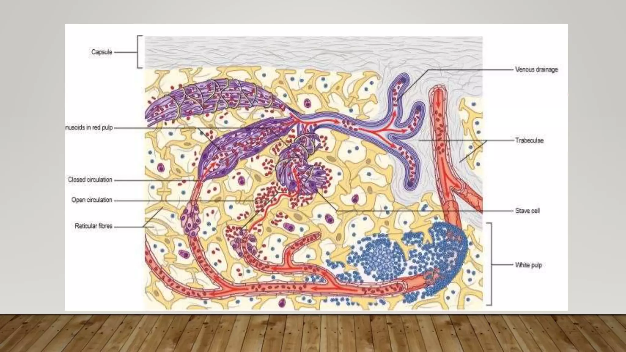 Spleen anatomy and physiology Biology Diagrams