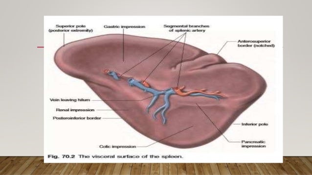 Spleen anatomy and physiology