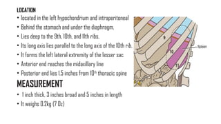 Organ Under Left Rib SPLEEN AND LIVER, ppt updated.pptx anatomy | PPTX