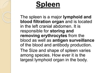 Spleen and lymph nodes | PPT