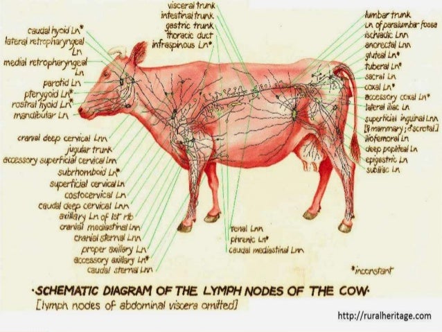 Image result for cattle lymph nodes diagram