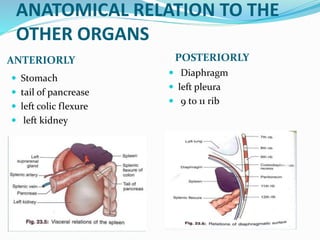 ANATOMICAL RELATION TO THE
OTHER ORGANS
ANTERIORLY POSTERIORLY
 Stomach
 tail of pancrease
 left colic flexure
 left kidney
 Diaphragm
 left pleura
 9 to 11 rib
 