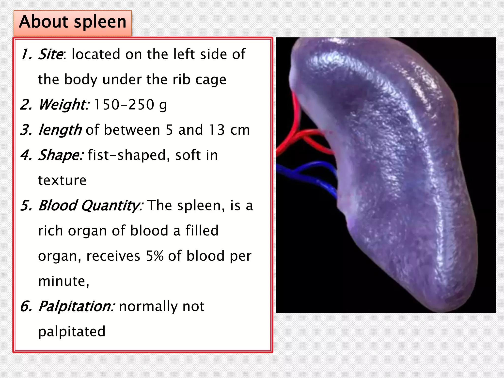 Spleen function and structure.ppt Biology Diagrams