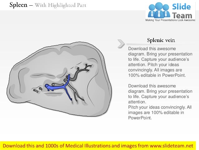 Spleen immune medical images for power point