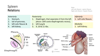 Splenic F Anatomy of Spleen Short Notes for 1st professional medico | PDF
