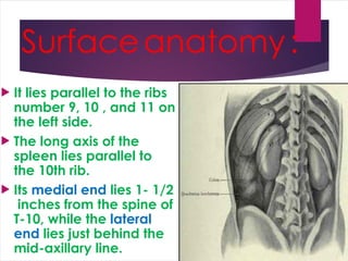 Organ Under Left Rib Comprehensive Anatomy and Clinical Overview of the Spleen and Pancreas ...