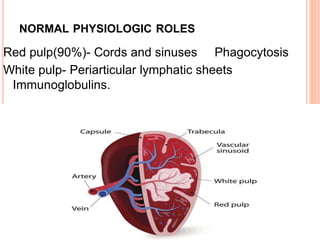 NORMAL PHYSIOLOGIC ROLES
Red pulp(90%)- Cords and sinuses Phagocytosis
White pulp- Periarticular lymphatic sheets
Immunoglobulins.
 