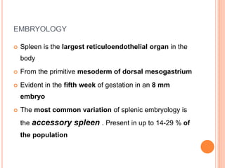 EMBRYOLOGY
 Spleen is the largest reticuloendothelial organ in the
body
 From the primitive mesoderm of dorsal mesogastrium
 Evident in the fifth week of gestation in an 8 mm
embryo
 The most common variation of splenic embryology is
the accessory spleen . Present in up to 14-29 % of
the population
 