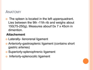 ANATOMY
 The spleen is located in the left upperquadrant.
Lies between the 9th -11th rib and weighs about
150(75-250g). Measures about13x 7 x 45cm in
dimention.
Attachement
 Laterally- lienorenal ligament
 Anteriorly-gastrosplenic ligament (contains short
gastric arteries)
 Superiorly-splenophrenic ligament
 Inferiorly-splenocolic ligament
 