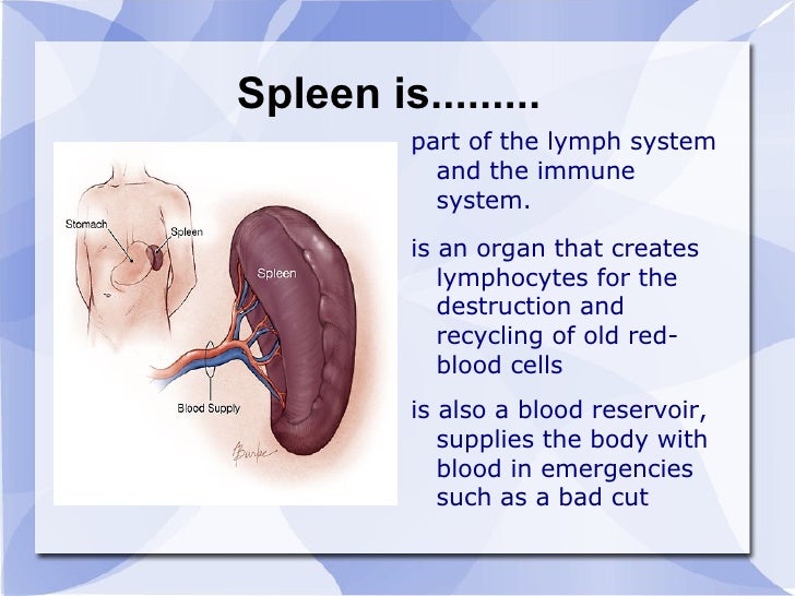 Spleen is......