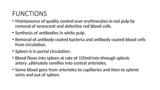 FUNCTIONS
• Maintanence of quality control over erythrocytes in red pulp by
removal of senescent and defective red blood cells.
• Synthesis of antibodies in white pulp.
• Removal of antibody coated bacteria and antibody coated blood cells
from circulation.
• Spleen is in portal circulation.
• Blood flows into spleen at rate of 150ml/min through splenic
artery ,ultimately ramifies into central arterioles.
• Some blood goes from arterioles to capillaries and then to splenic
veins and out of spleen.
 