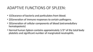ADAPTIVE FUNCTIONS OF SPLEEN:
• 1)Clearance of bacteria and particulates from blood.
• 2)Generation of immune responses to certain pathogens.
• 3)Generation of cellular components of blood (extramedullary
hematopoiesis)
• Normal human Spleen contains approximately 1/3rd
of the total body
platelets and significant number of marginated neutrophils.
 