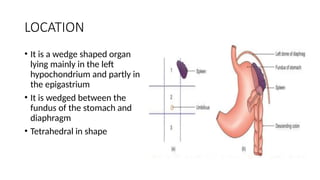 LOCATION
• It is a wedge shaped organ
lying mainly in the left
hypochondrium and partly in
the epigastrium
• It is wedged between the
fundus of the stomach and
diaphragm
• Tetrahedral in shape
 