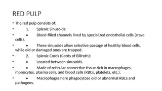 RED PULP
• The red pulp consists of:
• 1. Splenic Sinusoids:
• • Blood-filled channels lined by specialized endothelial cells (stave
cells).
• • These sinusoids allow selective passage of healthy blood cells,
while old or damaged ones are trapped.
• 2. Splenic Cords (Cords of Billroth):
• • Located between sinusoids.
• • Made of reticular connective tissue rich in macrophages,
monocytes, plasma cells, and blood cells (RBCs, platelets, etc.).
• • Macrophages here phagocytose old or abnormal RBCs and
pathogens.
 