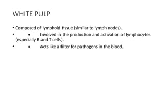 WHITE PULP
• Composed of lymphoid tissue (similar to lymph nodes).
• • Involved in the production and activation of lymphocytes
(especially B and T cells).
• • Acts like a filter for pathogens in the blood.
 