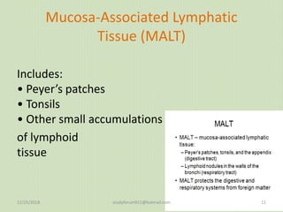 Mucosa-Associated Lymphatic
Tissue (MALT)
Includes:
• Peyer’s patches
• Tonsils
• Other small accumulations
of lymphoid
tissue
12/25/2018 studyforum911@hotmail.com 11
 