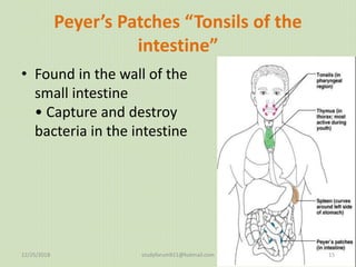 Peyer’s Patches “Tonsils of the
intestine”
• Found in the wall of the
small intestine
• Capture and destroy
bacteria in the intestine
12/25/2018 studyforum911@hotmail.com 15
 