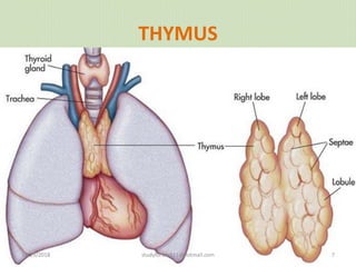 THYMUS
12/25/2018 studyforum911@hotmail.com 7
 