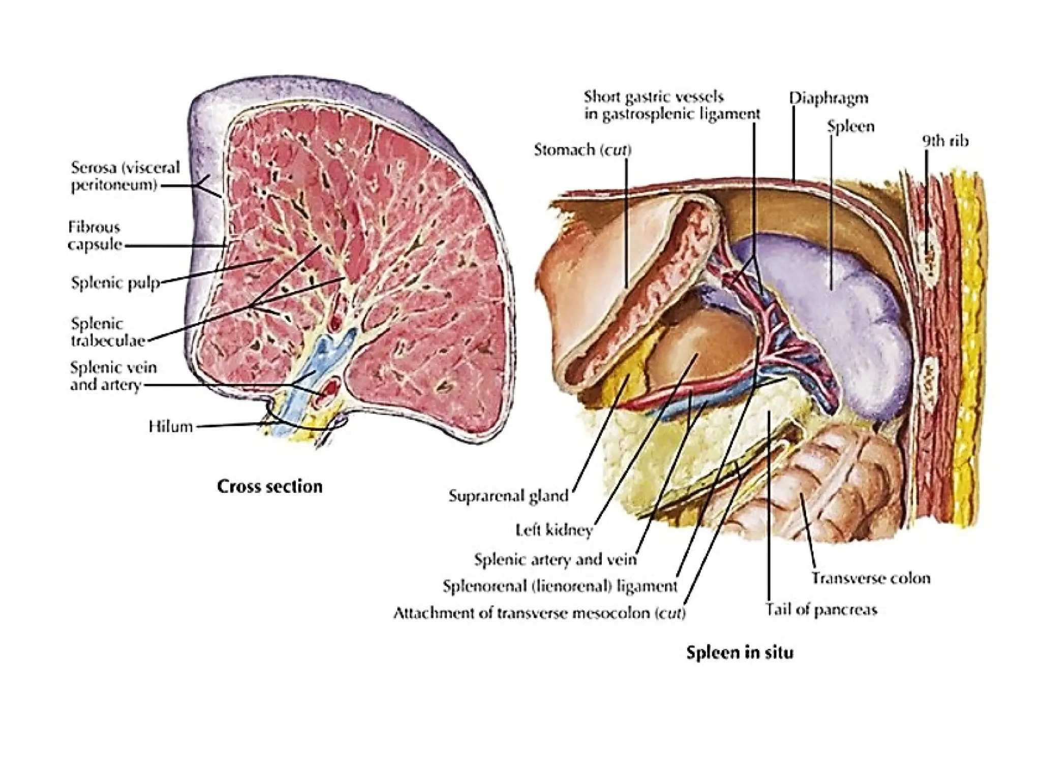 Splene Injury SPLENIC INJURY: A BRIEF SURGICAL MANAGEMENT | PPTX