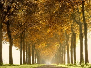 Splendid forest