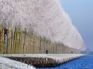 Splendid forest