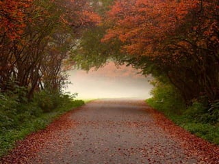 Splendid forest