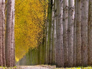 Splendid forest