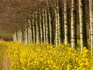 Splendid forest