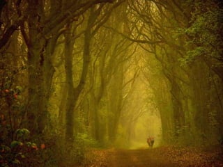 Splendid forest