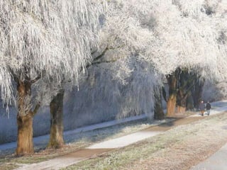 Splendid forest