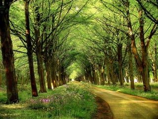 Splendid forest